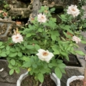A Lộc